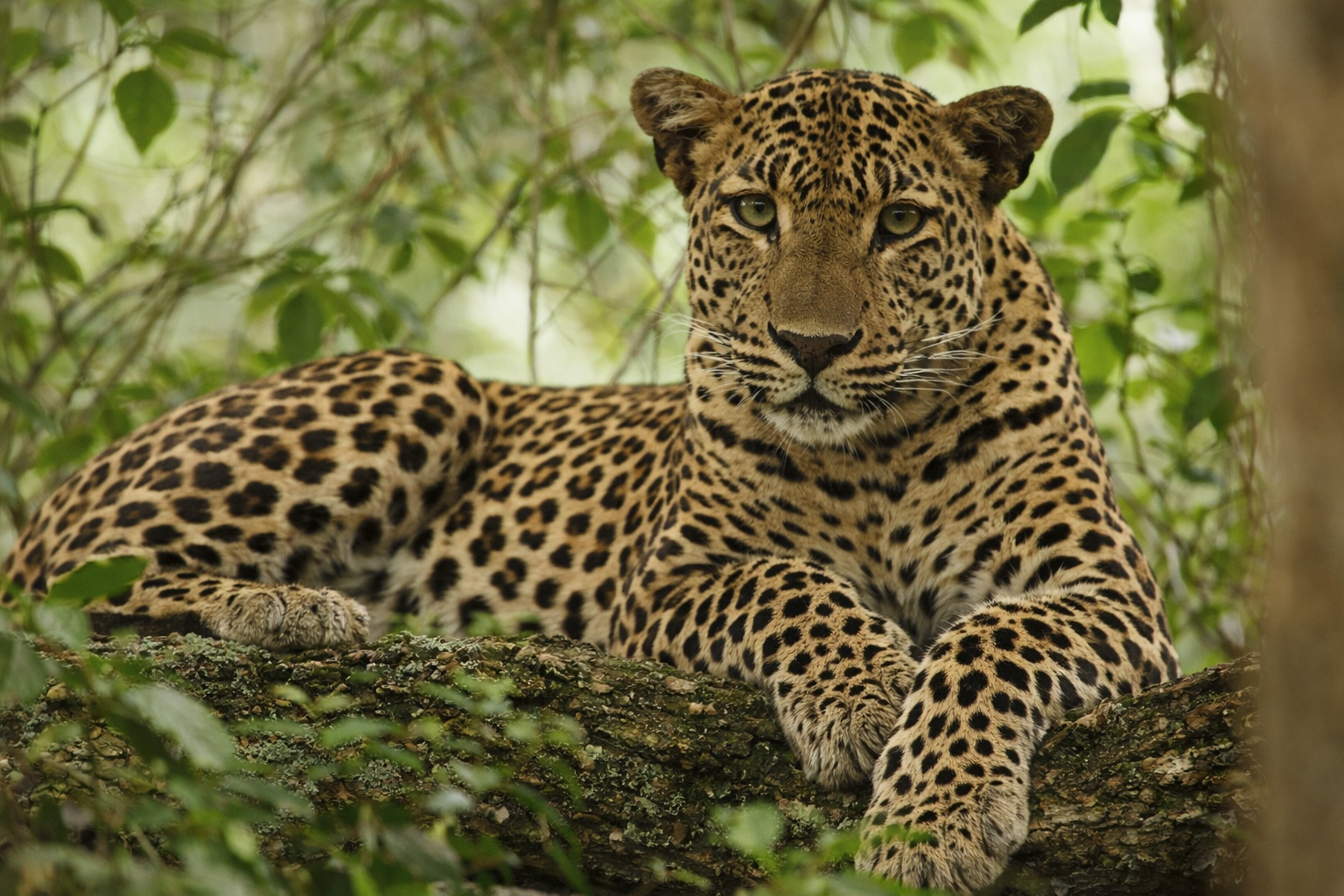 Wilpattu